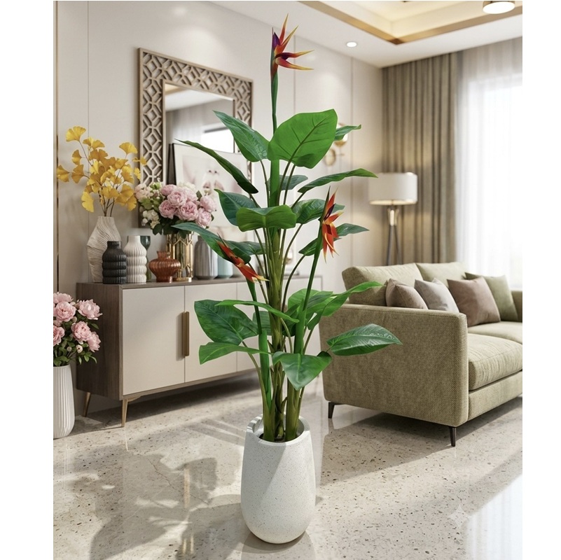 Cây thiên điểu 3 thân lá to HN kèm chậu